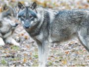 Lupi alle porte di Rimini?