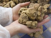 Quell’oro dei boschi