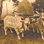 tintura ruggine buoi