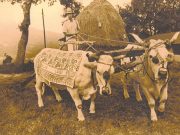 Tintura a ruggine: un difetto diventa ornamento