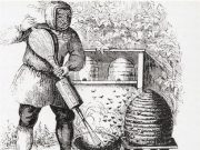 Carlo Carlini, il “Maestro delle api”