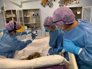 Rimini, Coronavirus, rialzo di contagi (261) e terapie intensive (24), ancora 1 decesso