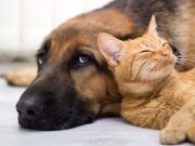 Cani e gatti: un amore tutto riminese cani e gatti