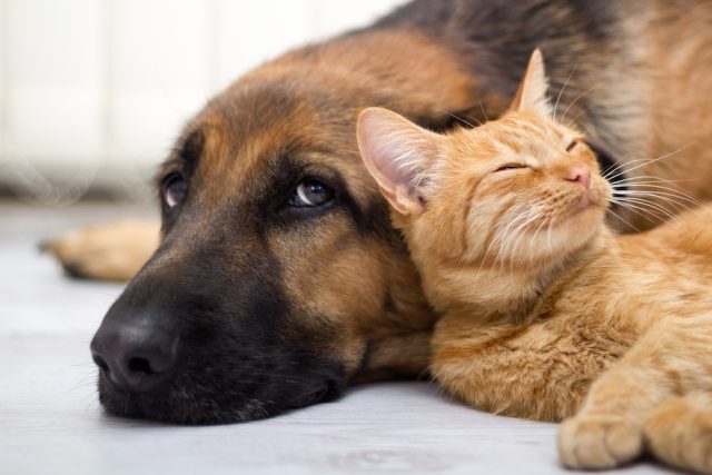 German Shepherd Dog and cat together cani e gatti