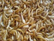 Da Ue via libera a vermi farina gialla essiccati come alimento