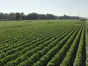 Il rilancio dell’Italia passa dalle filiere integrate