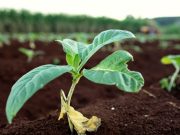 Philip Morris pubblica report integrato, obiettivo eliminare sigarette