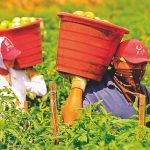 Nuove-misure-contro-il-caporalato-nel-lavoro-agricolo