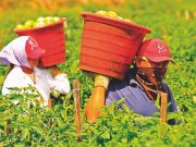 Il lavoro nero non è il vero problema lavoro nero nuove misure per il contrasto