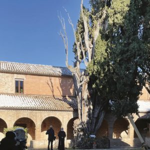 alberi secolari il cipresso di San Francesco
