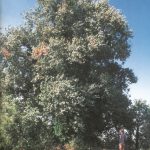alberi secolari il rovere di novafeltria