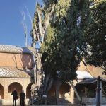 cipresso secolare copertina articolo