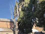 Patriarchi con le radici, il censimento degli alberi secolari