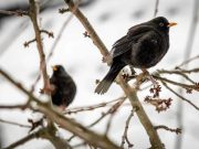 I giorni della mérla