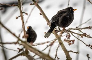 I giorni della mérla