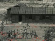 Rimini 1946: Un fiore nella città sventrata