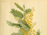 Macché festa della donna!