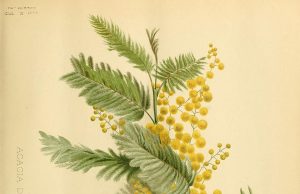 Macché festa della donna!