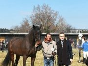 A San Giovanni in Marignano si allevano cavalli vincenti