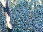 Insidie per il Fido: attenzione a dove mette il muso!