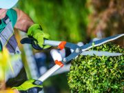 Più che un pollice verde: diventare Giardiniere d’arte per giardini e parchi storici