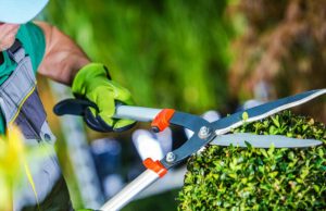 Più che un pollice verde: diventare Giardiniere d’arte per giardini e parchi storici