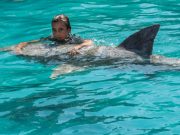 Quei sorprendenti denti da squalo