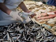 Torna il pesce fresco al banco