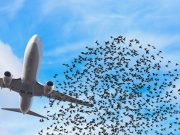 E’ riminese l’azienda che risolve il problema del ‘wildlife strike’