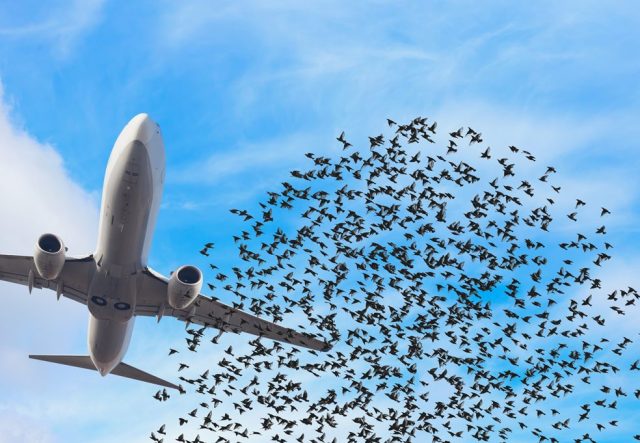 BCMS-VENTUR-BIRDSTRIKE-THE-EDGE-COMPANY-AIRPORT-SAFETY