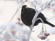 I “Giorni della merla”