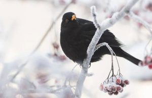 I “Giorni della merla”