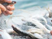 Mercato ittico, ci siamo?