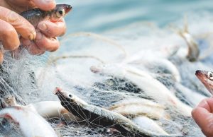 Mercato ittico, ci siamo?