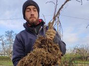 Poli Hops: quando piccolo è sinonimo di qualità