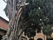 Patriarchi con le radici