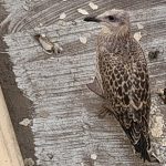 Pasquale primo piano