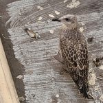 Pasquale primo piano