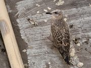 Pasquale, il gabbiano di Palazzo Marvelli