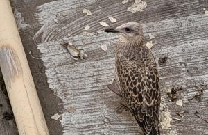 Pasquale, il gabbiano di Palazzo Marvelli