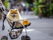 PET PARENTING, GENITORIALITÀ IN CRISI