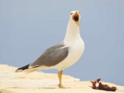 Concittadini difficili