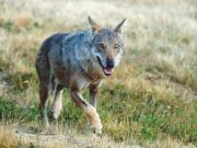 Lupi, la paura non si placa