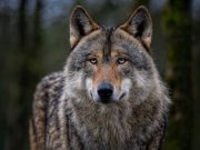 Il lupo come risorsa turistica