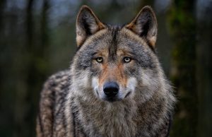 Il lupo come risorsa turistica