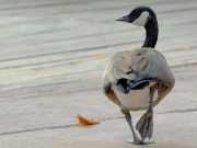 Banca del Fucino al fianco del Bioparco di Roma per il “City Future Challenge”