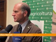 Giansanti “Per l’oliva da tavola una dimensione di mercato importante”