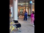 A Singapore cani robot cinesi intrattengono i turisti