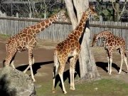 Banca del Fucino, la musica del Teatro dell’Opera di Roma al Bioparco