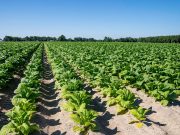 Tabacco, UNITAB Europa “L’Ue valuti l’impatto degli interventi normativi”
